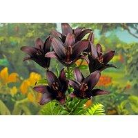 Pack of 6 Dahlia 'Blackberry Ripple' Plants