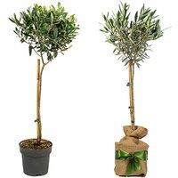 You Garden Olive Tree - Gift Wrapped And Bundle - 3 Options