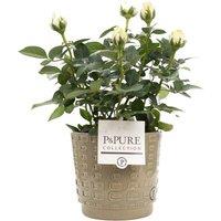 White Rose Houseplant - Flowering With Decorative Pot