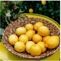 Mediterranean Citrus & Fig Tree Collection