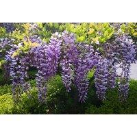 Wisteria sinensis 'Prolific' - up to 3 Scented Wisteria Plants - Cascading Blooms, Spring Beauty
