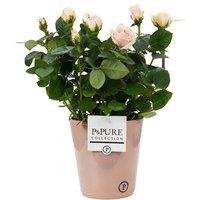 Pink Rose Houseplant - Romantic Blooms