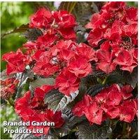 Hydrangea After Midnight Flowering Shrub