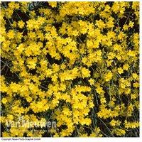 Winter Flowering Jasmine Shrub - Hardy Climber