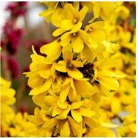 Forsythia Mikador Shrub - Brilliant Yellow Blooms