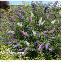 Buddleja Davidii 3-in-1 Flowering Shrub - Butterfly Bush Trio in 2L Pot