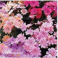 Lewisia cotyledon 'Elise Mixed' Perennial