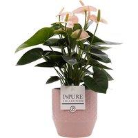 Pink Anthurium Flowering Houseplant