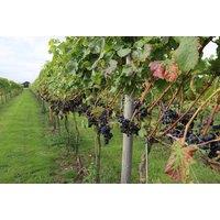 Afternoon Tea For 2 - Yorkshire Heart Vineyard - York