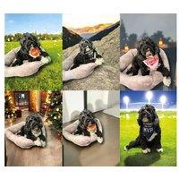 Set of 6 Funny Dog Bandanas - Adjustable, Durable Cotton, One Size Fits Most