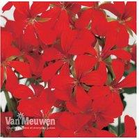 Geranium 'Balcon Red' Plants - Vibrant Hanging Blooms