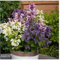 Nepeta Panther Mix - Shade-Loving Flowering Perennial, 50cm Clump-Forming