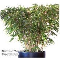 Fargesia Umbrella Bamboo Plants - Evergreen