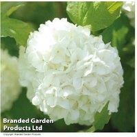 Viburnum Opulus Roseum Snowball Tree Flowering Shrub - 3.6L Pot, Hardy, 4m Mature Height