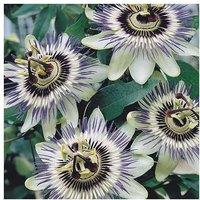 Passiflora Caerulea - Exotic Climbing Perennial