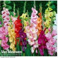 200 Vibrant Summer Flowering Bulbs
