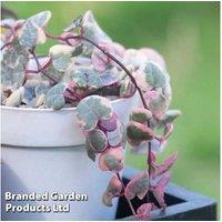 String Of Hearts Variegated Houseplants