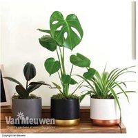 Urban Jungle Houseplant Trio Collection