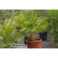 Dwarf Fan Palm Trees - Evergreen Patio Delight