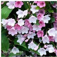 Weigela 'Towers Of Apple Blossom' - Flowering Hardy Shrub, 120Cm
