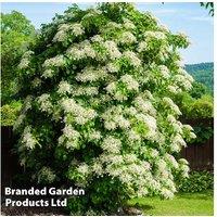 Climbing Hydrangea Anomala Petiolaris - Flowering Shade-Loving Climber, 10M