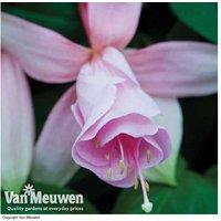 Fuchsia 'Pink Elephant' Perennial Plants