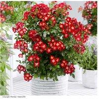 Potted Patio Rose 'Everglow Ruby' - Compact Flowering Shrub, 80cm