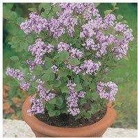 Dwarf Scented Patio Lilac Shrub - Hardy Flowering Compact Plants