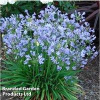 Agapanthus 'Blue Storm' - Compact Flowering Perennial, 76Cm, Patio Or Border