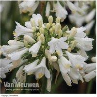 Agapanthus 'Ever White' Perennial Plants
