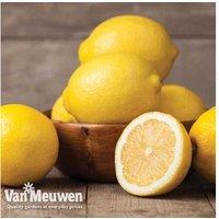 Evergreen Citrus Lemon Tree - Hardy Patio & Conservatory Plant (Up To 3 Pots, 25Cm Tall)