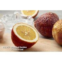 Potted Citrus Tree - Red Lemon (Citrus Lemon 'Rosso')