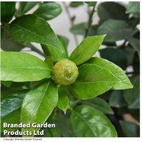 Limequat Citrus Tree - Hardy, Fragrant, Fruit-Bearing Patio Plant