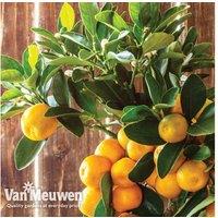 Potted Citrus Orange Tree - Evergreen, Hardy Patio Fruit Tree (3L Pot)