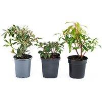 Japanese Andromeda Flowering Shrub Collection