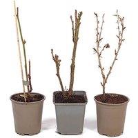 Beginner Berry Grower Mystery Starter Pack