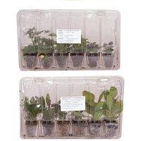 Perfect Performer Perennial Plants - 12 Varieties