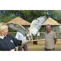 Live Birds of Prey Experience @ Wild Wings - Family Options