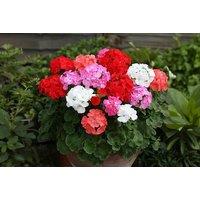 120-Pro Plug Plant Flawless Flower Collection