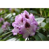 Hardy Hybrid Azalea Collection - Evergreen Shrubs