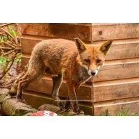 1hr Carnivore Animal Encounter for Two at Hoo Zoo & Dinosaur World, Shropshire