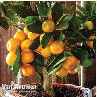 Citrus Orange Tree - Evergreen Patio Fruit Plant, Hardy To -10C