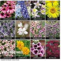 36 or 72 Mixed Hardy Perennial Flowering Plants Plug Pack