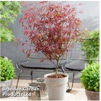 Acer palmatum 'Royal Garnet' Japanese Maple Tree - Wine-Red Foliage, 2m