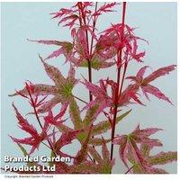 Acer Palmatum 'Phoenix' Japanese Maple Tree - 1 Or 3 Plants