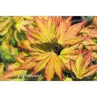 Acer palmatum Orange Beauty - Japanese Maple