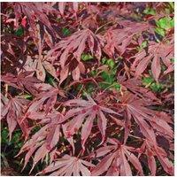 Japanese Maple (Acer palmatum) Compact Ornamental Tree - Optional Planters