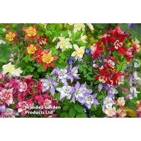 Aquilegia Mrs Scott-Elliott Flowering Perennials