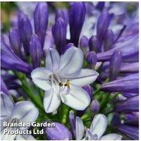 Agapanthus 'Midnight Moon' Flowering Perennial - Drought Tolerant, 50cm