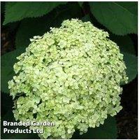 Hydrangea Arborescens 'Lime Rickey' Flowering Shrub - Hardy, 1.2M, 3L Pot